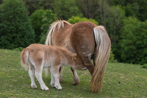 Falabella mare suckling foal, The Falabella (Equus ferus caballus) is the smallest horse at all