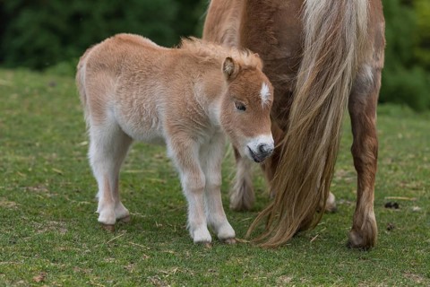 Falabella mare and foal, The Falabella (Equus ferus caballus) is the smallest horse at all