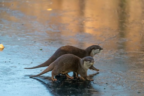 Two oriental small-clawed otter or Asian small-clawed otter (Aonyx cinerea), walk on the ice of a