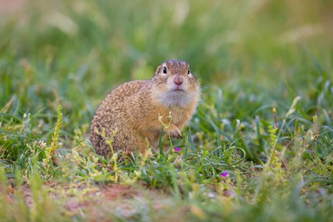 A European ground squirrel (Spermophilus citellus) or European souslik sits in green gras, looking