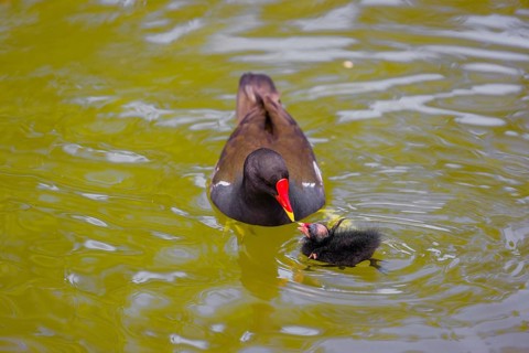 An adult common moorhen (Gallinula chloropus), swims in a pondand feeds one of her chicks