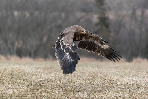 One steppe eagle, Aquila nipalensis, flying over a meadow. Trees in the background