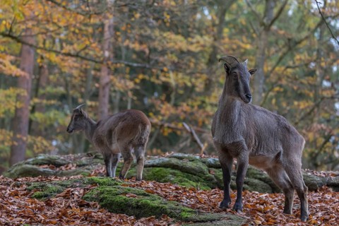 One female Himalayan Tahr (Hemitragus jemlahicus) standing in a forest. Green and yellow forest in