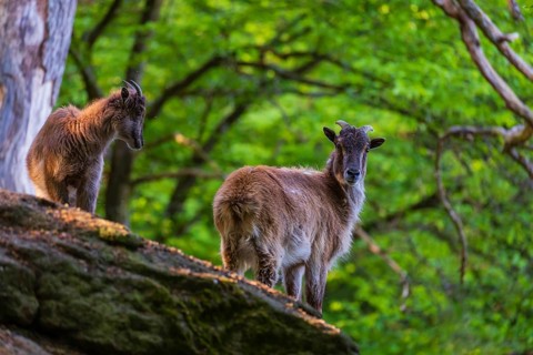 Two female Himalayan grays (Hemitragus jemlahicus) are standing on a rock in a green forest