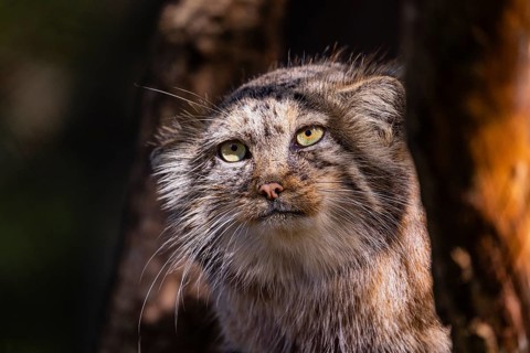 Portrait of a Pallas's cat (Otocolobus manul) or Manul. Least concern species on the IUCN Red List