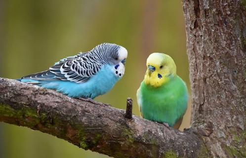 Budgerigars, (Melopsittacus undulatus) courtship display