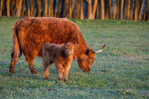 A highland cow (Bos primigenius taurus) suckles her calf