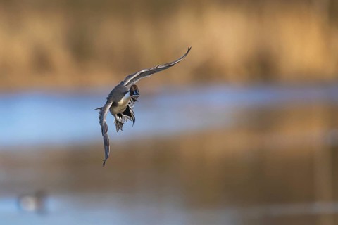 Northern Pintail, Anas acuta, male in flight over winter marshes