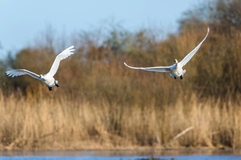Tundra Swan, Bewick's Swan, Cygnus columbianus in flight at winter in Slimbridge, England, United