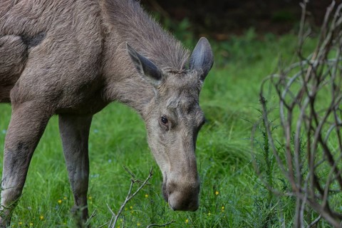 Moose (Alces alces) cow with trees and green grass around