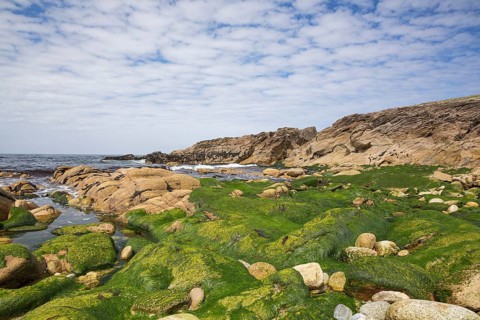 Rocky west coast of the Quiberon peninsula in Brittany, France, with a partly cloudy sky and algae