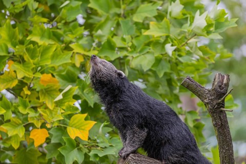 One binturong (Arctictis binturong), or bearcat balancing over branches framed by green leafs