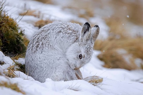 Mountain hare, alpine hare, snow hare (Lepus timidus) in white winter pelage grooming fur in late
