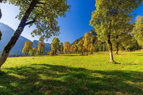 Nature conservancy area Grosser Ahornboden. Sycamore maple trees, Acer pseudoplatanus, in autumn.