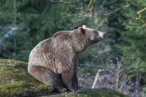 One female Eurasian brown bear (Ursus arctos arctos) resting on a mossy rock. Green vegetation in