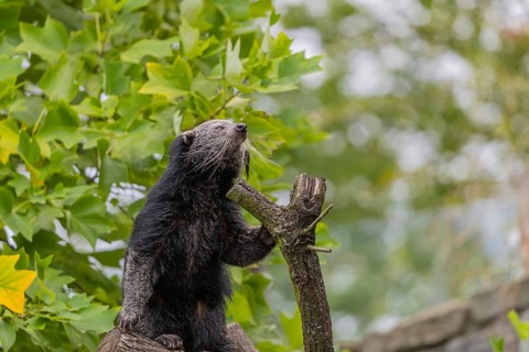 One binturong (Arctictis binturong), or bearcat balancing over branches framed by green leafs