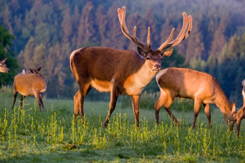 An Altai maral deer, an Altai wapiti or Altai elk (Cervus canadensis sibiricus) stands flehming