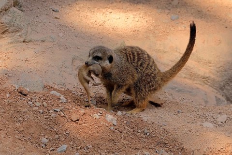 Tiger nut (Suricata suricatta), adult, juvenile, carry, carrying, newborn, baby, female, mother