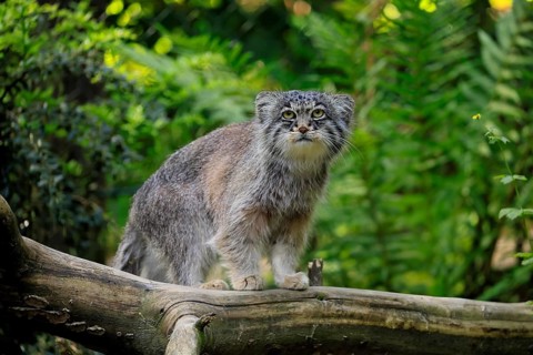 Manul (Otocolobus manul), Pallas's cat, adult, alert, on tree trunk