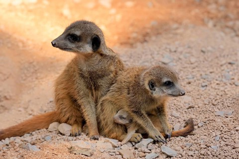 Tiger nut (Suricata suricatta), adult, two adults, juvenile, newborn, baby, social behaviour