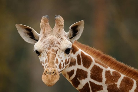 Frontal view of a giraffe head with distinctive horns and fur pattern, reticulated giraffe (Giraffa