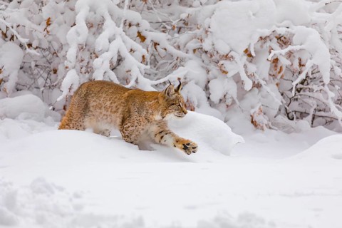 One young male Eurasian lynx, (Lynx lynx), walking through deep snow covered undergrowth in a