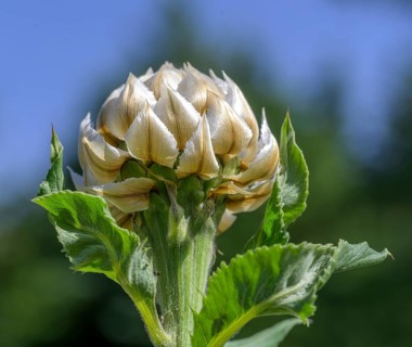 White thistle flower, Jardin du Lautaret Botanical Garden, Villar-d'Arêne, Département