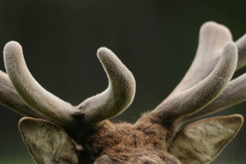 Close-up of a deer antler with velvety velvet, red deer (Cervus elaphus), Bavaria
