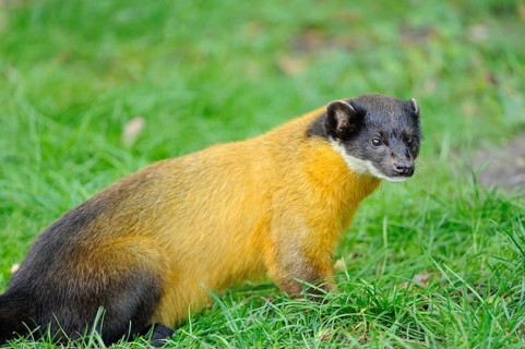 A yellow-brown marten sits relaxed in the green grass, coloured marten (Martes flavigula), captive