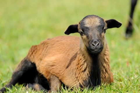 A brown lamb lying relaxed on a green meadow, Cameroon sheep (Ovis gmelini aries), Franconia