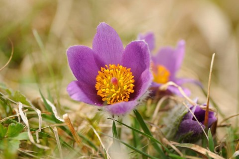 Pasque flower with bright purple flowers on grass, Pasque flower (Pulsatilla vulgaris), Upper
