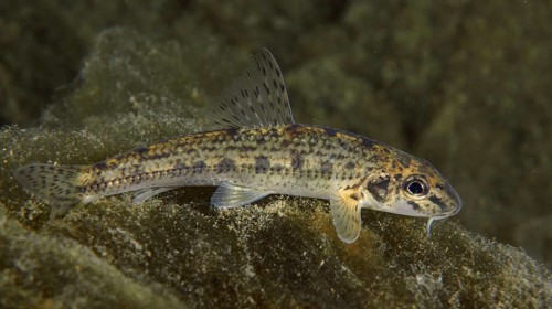 A gudgeon (Gobio gobio) with stripe pattern resting on a rocky ground, dive site Zollbrücke,