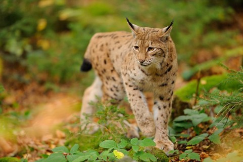 A lynx walks through autumn forest with spotted fur, Eurasian lynx (Lynx lynx), Bavarian Forest