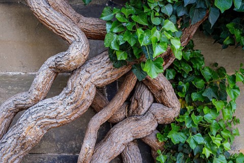 Common ivy, Hedera helix, growing on the outer wall of the Old Palace, Stuttgart,