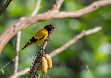 Black-headed oriole (Eurasian Golden Oriole xanthornus), Kaeng Krachan National Park, Thailand,