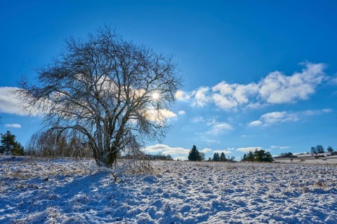 A bare tree stands in a snow-covered landscape under a bright sky, winter, Oberelsbach, Lange Rhön,