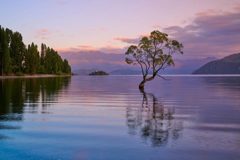 A tree stands in the calm waters of a lake, surrounded by mountains at sunrise, summer, Lake