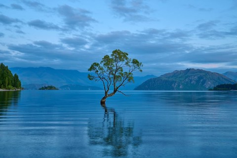 A single tree stands in calm blue water against a mountain backdrop, summer, Lake Wanaka, Wanaka,