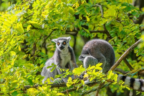 Two ring-tailed lemurs (Lemur catta) sit high up in a tree on a branch between fresh green leaves