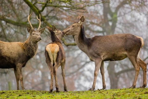 A Red Deer hind with her calf (Cervus elaphus) and a young stag stand on a green meadow at a forest