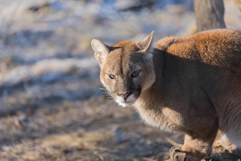 Young adult cougar, Puma concolor, portrait from the side in backlight