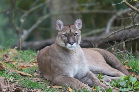 Portrait of an adult male cougar between branches of a tree with greenish background