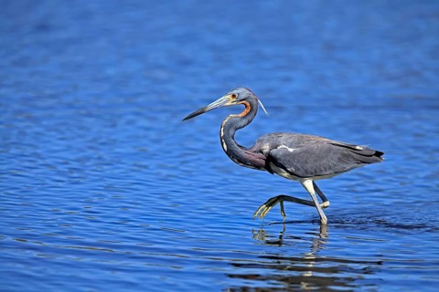 Tricoloured Heron (Egretta tricolor), adult, in the water, foraging, Merritt Island, Black Point