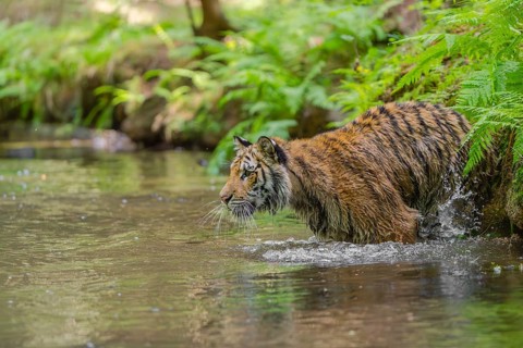 One young female Siberian Tiger, Panthera tigris altaica, walking thru the cool fresh water of a