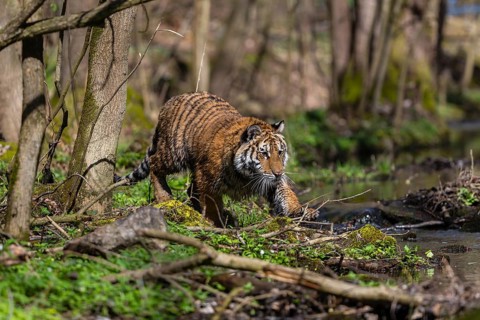 One young female Siberian Tiger, Panthera tigris altaica, standing on shore of a creek in a forest.