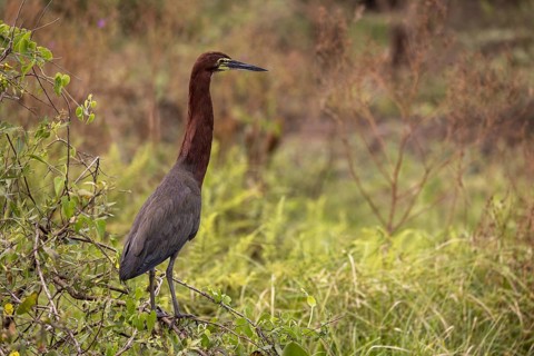Marbled heron (Tigrisoma lineatum), on branch, Pantanal, Brazil, South America