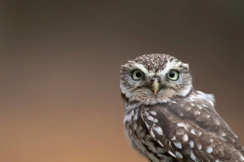 Little owl (Athene noctua) adult bird head portrait, England, United Kingdom, Europe