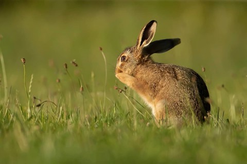 European brown hare (Lepus europaeus) juvenile baby leveret animal washing its face in grassland in
