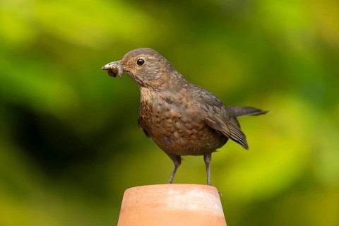 Common or Eurasian blackbird (Turdus merula) adult female bird with food in its beak on a garden