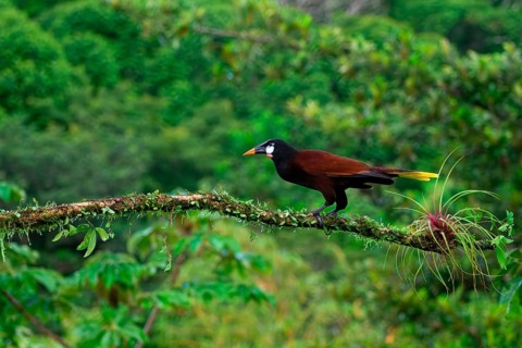 Montezuma Oropendola (Psarocolius Montezuma) perched on a branch, Costa Rica, Central America